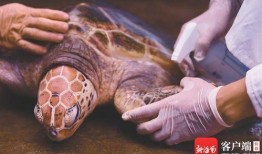 海龟爸爸爆料视频大全播放